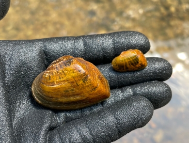 A biologist holds two snuffbox mussels in a gloved hand