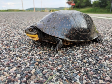 Blanding's turtle crossing a road