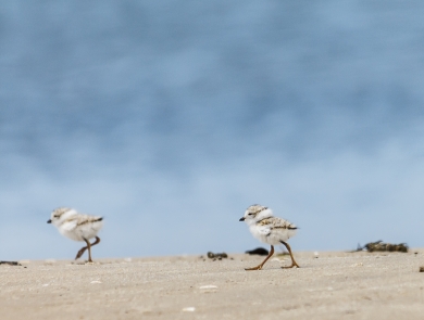 Two piping plover chicks walking on the beach