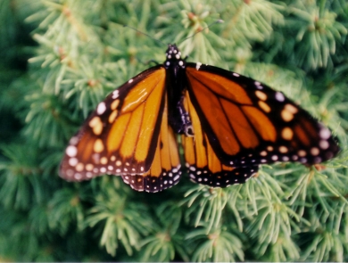 Monarch butterfly