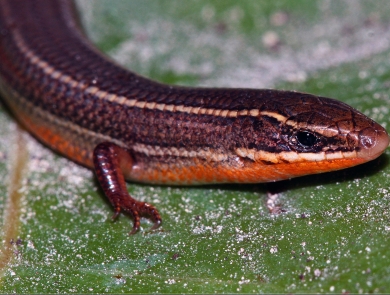 A closeup of a Florida Keys mole skink shows its head down to its front two tiny feet and lower body. Photographed from above, you can see its brown back with tan lengthwise stripes and glimpse the pinkish-red underbelly.