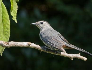 A gray bird with long tail feathers perched on a tree branch