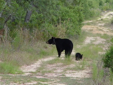 Two black bears, a mother and a small cub walking along a sandy road on the edge of a forest