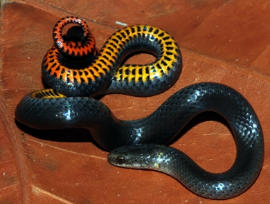 A Key ring-necked snake is curled on an orange fall leaf. It is a small, black on top with bright yellow, orange and red markings on the belly.