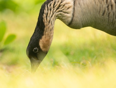 A close up of a Hawaiian goose eating grass. It has a black face with a white ring around its black eye. It's long neck is curved bending down to eat the grass.