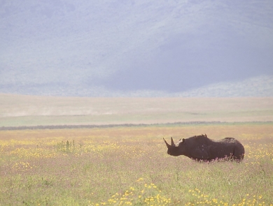 A black rhinoceros in the wild
