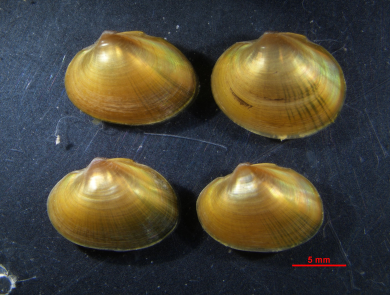 found small mussels placed on a black surface