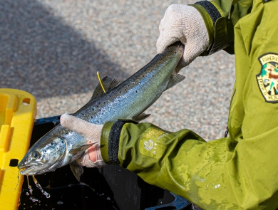 A pair of gloved hands hold a live Atlantic salmon