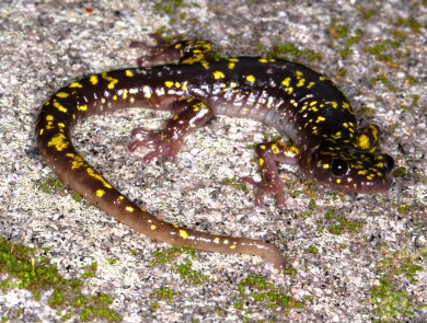 Brown salamander with yellow spots
