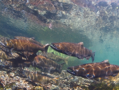 3 Adult Chinook Salmon swim, more in back