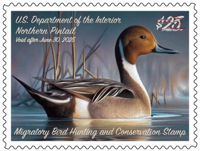 Watermarked 2024-2025 Federal Duck Stamp featuring a Northern Pintail