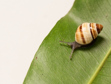 An Oahu tree snail on a leaf