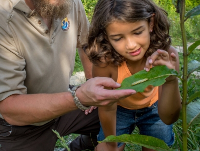 A U.S. Fish and Wildlife Service employee points out a monarch caterpillar on a milkweed plant to a girl