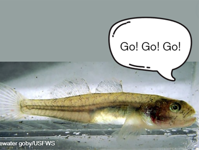A small fish with a text bubble that reads "Go! Go! Go!"