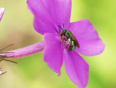 A green sweat bee on bright pink phlox flower