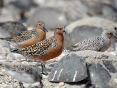 birds with orange chests and mottled brown backs on a beach with horseshoe crabs