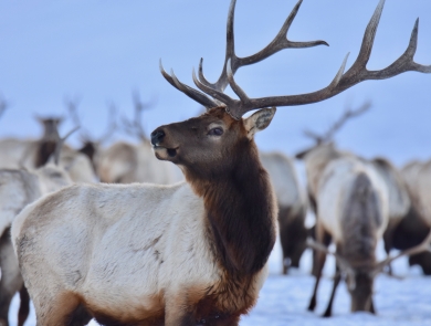 Large bull elk with several others at the National Elk Refuge in Wyoming