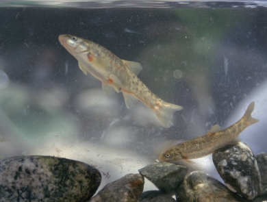 two brown fish swimming near stones