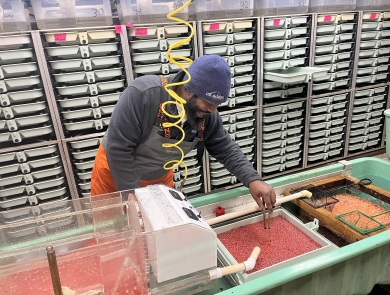 A man using tongs picks out bright orange salmon eggs from a container full of eggs.