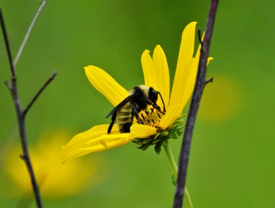 Bumble bee on swamp sunflower at Okefenokee Swamp.