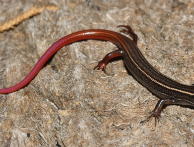 Cedar Key mole skink