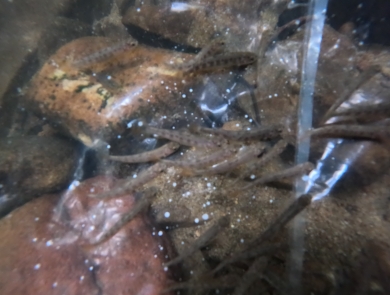 Southern Appalachian Brook Trout fingerlings are in a clear plastic bag placed on the stream bottom.