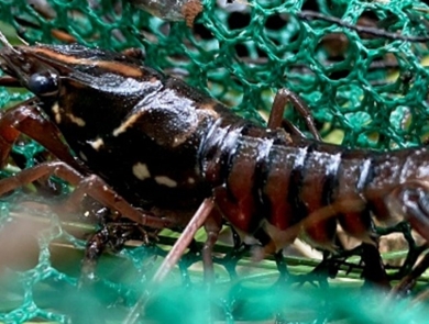 Black creek crayfish in a green net