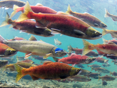 A silver bull trout swims among pink and green fish. The trout wears a swim cap and goggles