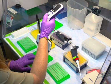 A view inside a lab. A woman wearing purple nitrile gloves places genetic material into a bright green tray.