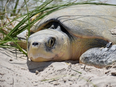 a tan sea turtle lays on the sand under some grass