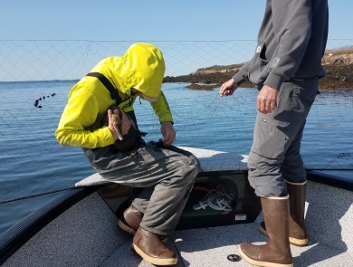Biologists on a small boat remove common eider hen from mist net.