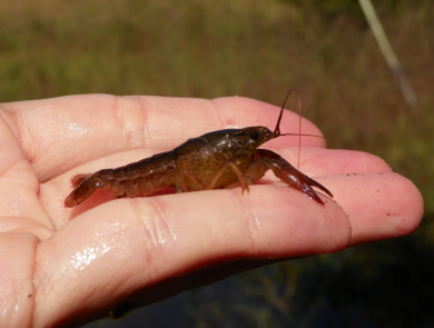 Crayfish in hand