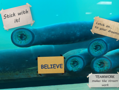 Four long bodied fish with suction mouths show their teeth as they stick to the glass of a viewing window. Each fish has a sign next to it with words of encouragement. One sign says, "stick with it!". Another says, "BELIEVE". The third sign says "Latch on...to your dreams!". The final sign says "Teamwork makes the stream work."