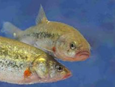 Two yellow and white speckled fish with slight frowns.
