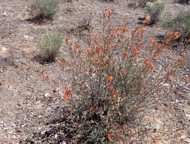 A shrub-like plant with showy, bright orange flowers.