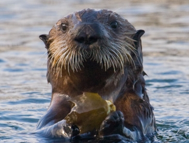 a brown sea otter pops its head out of the water while holding a piece of kelp