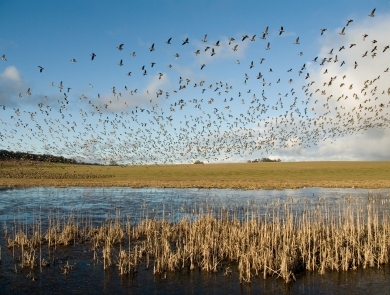 Flock of Canada geese in flight over from a wetland edged in grasses.