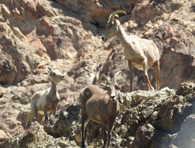 Desert bighorn sheep standing on rocky mountainside