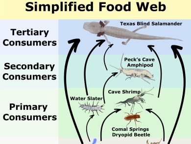 A simplified food web with the words, Edwards Aquifer, Texas simplified food web. Producers are on the bottom of the web and include CLAMs and decaying plants. The primary consumers are comas springs dryopid beetle, water slater and cave shrimp and are found on top of the Producers box. Secondary consumers include Peck's cave amphipod and is found on top of the primary consumer box. Tertiary consumers is the Texas blind salamander and is found on top of the secondary consumer box. .