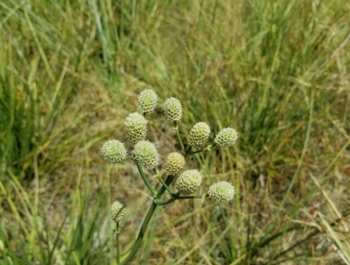 A cluster of light green, cone-shaped flowers of Arizona eryngo blooms among other Arizona eryngo plants.