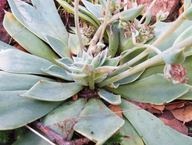 A rosette of succulent leaves with pink and white flowers are splayed out among brown leaves.