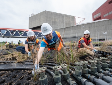 Workers in construction gear plant in the Inner Harbor wetland