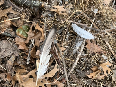 bald eagle feathers from destroyed nest