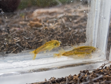 A group of small yellow and speckled fish with a dark background.