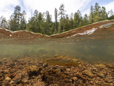 A trout with dark spots swims in a shallow stream, the forest is visible above the waterline