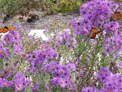 purple wildflowers with orange and black monarch butterflies