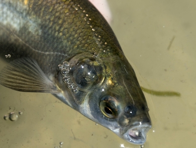 Mouth open on goldish silvery fish in murky water