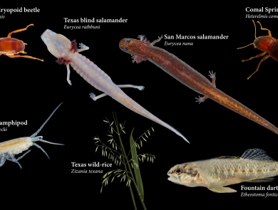 A photo collage of seven species found in the Edwards Aquifer on a black background. The species are the orange Comal Springs dryopid beetle, the pink to clear Texas blind salamander, the tan to orange San Marcos salamander, the orange to burnt red Comal Springs riffle beetle. The second row of species features the clear Peck’s cave amphipod, the green and yellow Texas wild-rice and tan and blue fountain darter.