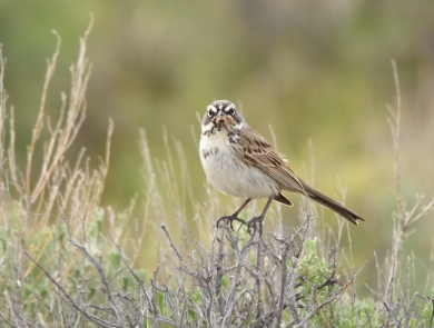 small bird sitting on top of sagebrush with food in beak