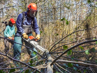Two people using chainsaws to cut up a tree